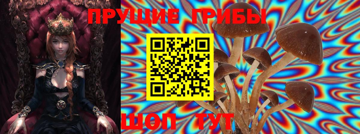 Волжск  Псилоцибиновые грибы Psilocybine cubensis  Вход с VPN  Галлюциногенные грибы Psilocybine cubensis 